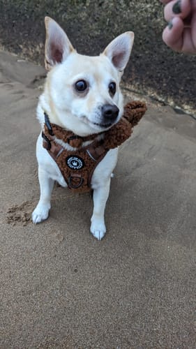 Customer photo review of Trail & Glow® Dog Harness Bundle Set - Teddy Bear