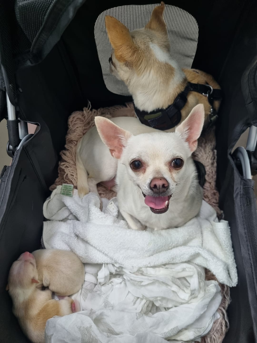 Customer photo review of PaWz 4 Wheels Pet Stroller with Detachable Basket