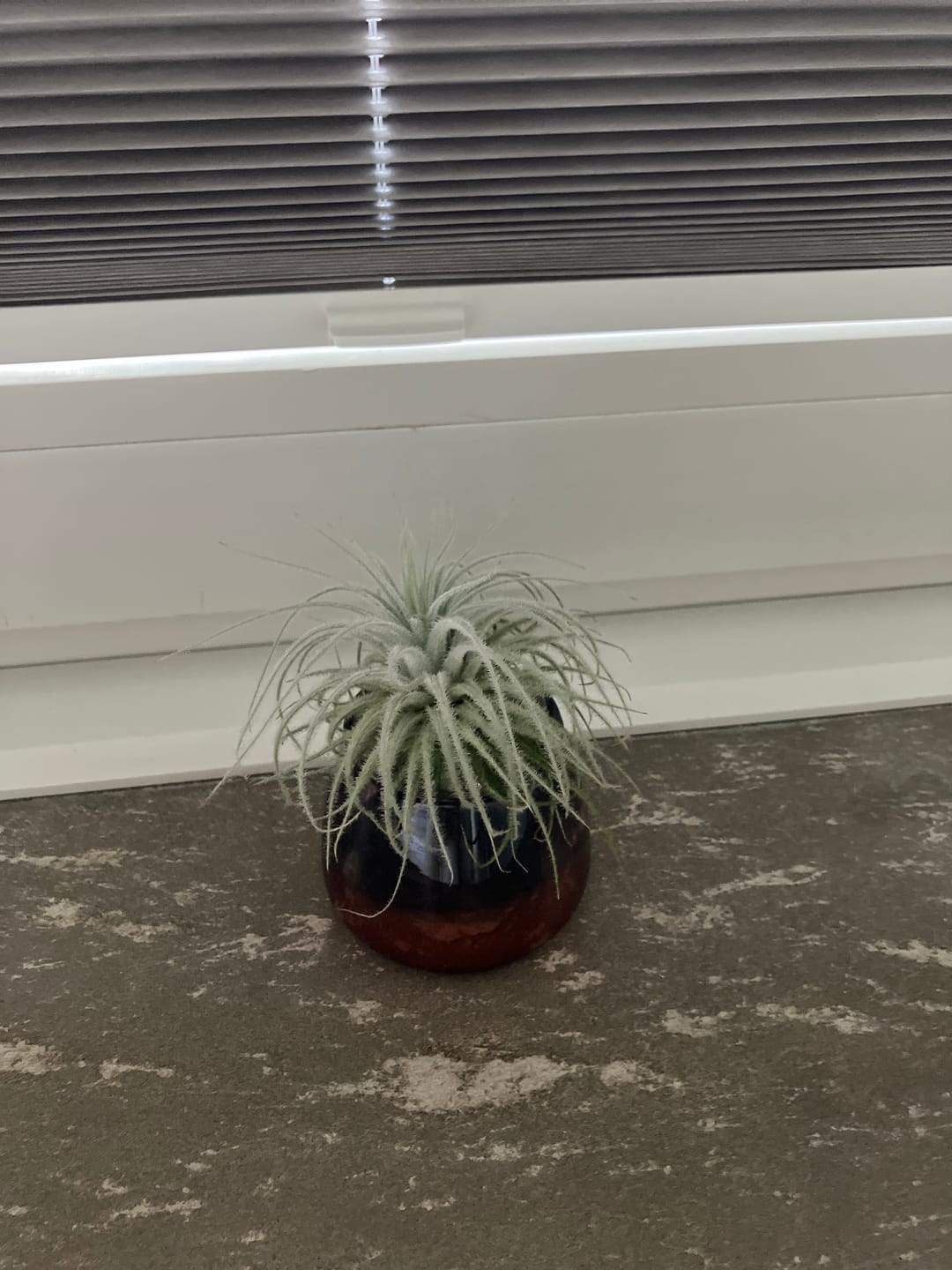 Customer photo review of Tillandsia tectorum "snow"