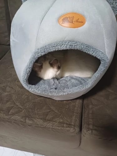 Customer photo review of EasyPet Katzen-Hunde Körbchen