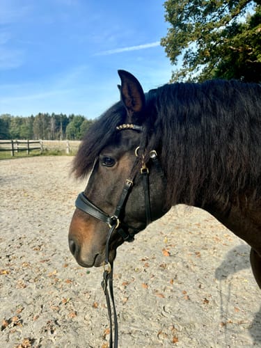 Customer photo review of Harmony Bridle Gold Edition - gebisslose Zäumung Sidepull oder Crossbridle