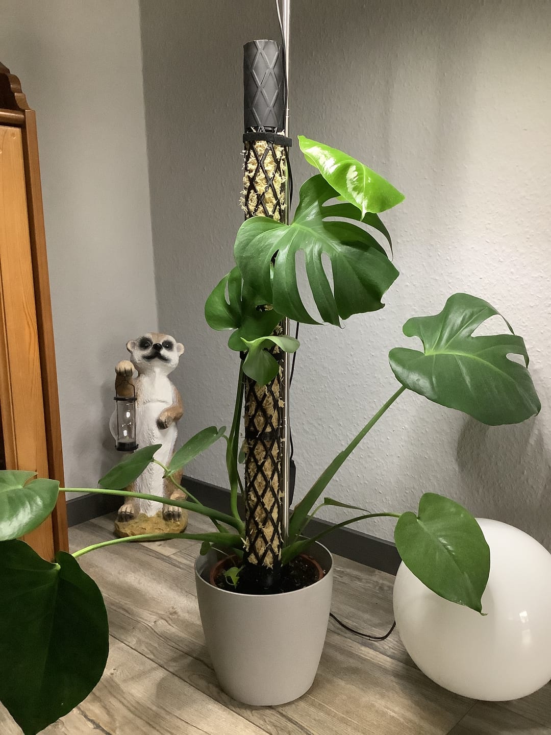 Customer photo review of Komplett Set Rankstab Rankhilfe für Zimmerpflanzen Ø 5