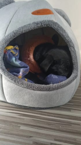 Customer photo review of EasyPet Katzen-Hunde Körbchen
