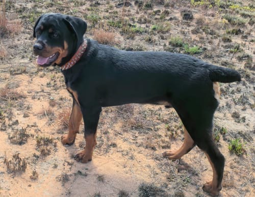 Customer photo review of FlexCare Pets (Joint & Mobility Support For Dogs & Cats)
