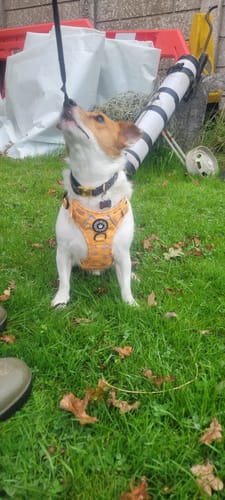 Customer photo review of Trail & Glow® Dog Harness - Don't Hurry, Be Happy