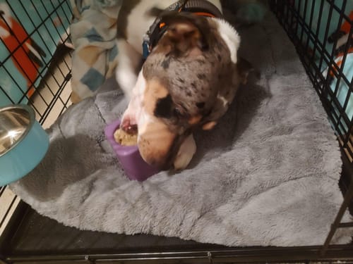 Customer photo review of Freezbox - Super Tough Treat Toy