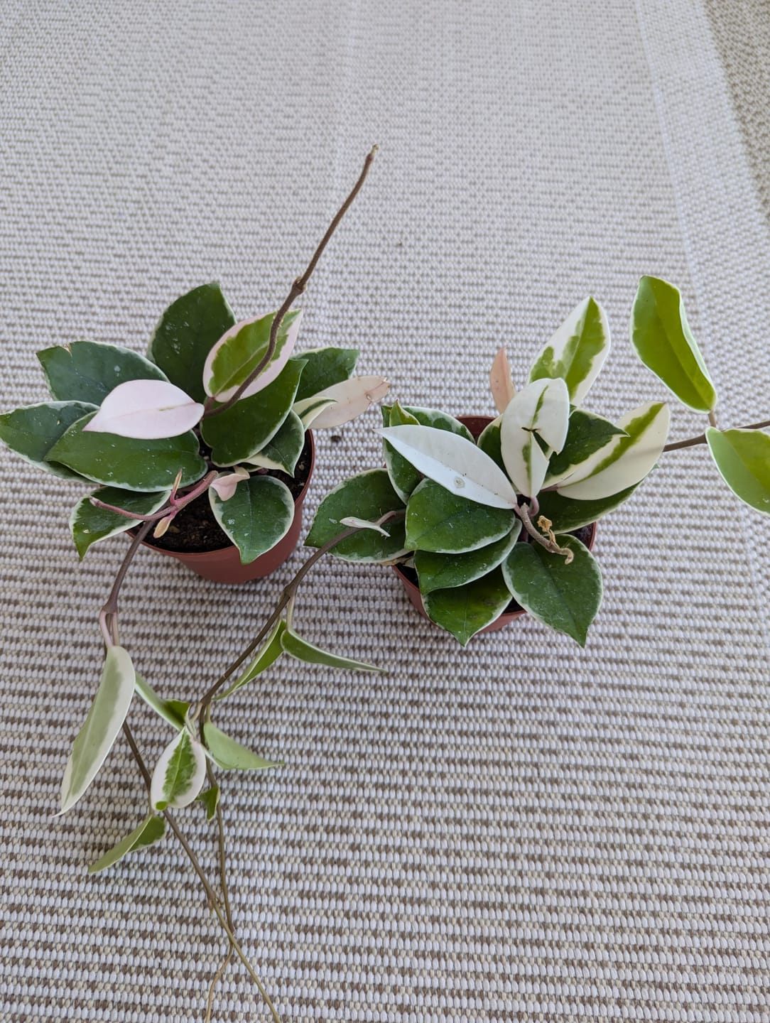 Customer photo review of Hoya carnosa 'Krimson Queen'