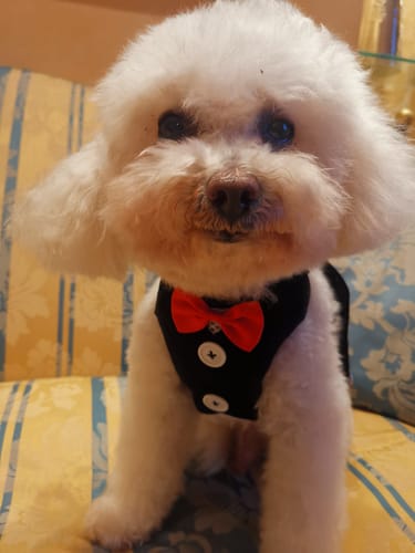 Customer photo review of Quando ti manco - Cuscino per coppia