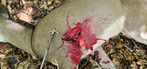 Customer photo review of Beast Broadheads (2-Pack + Practice Tip)