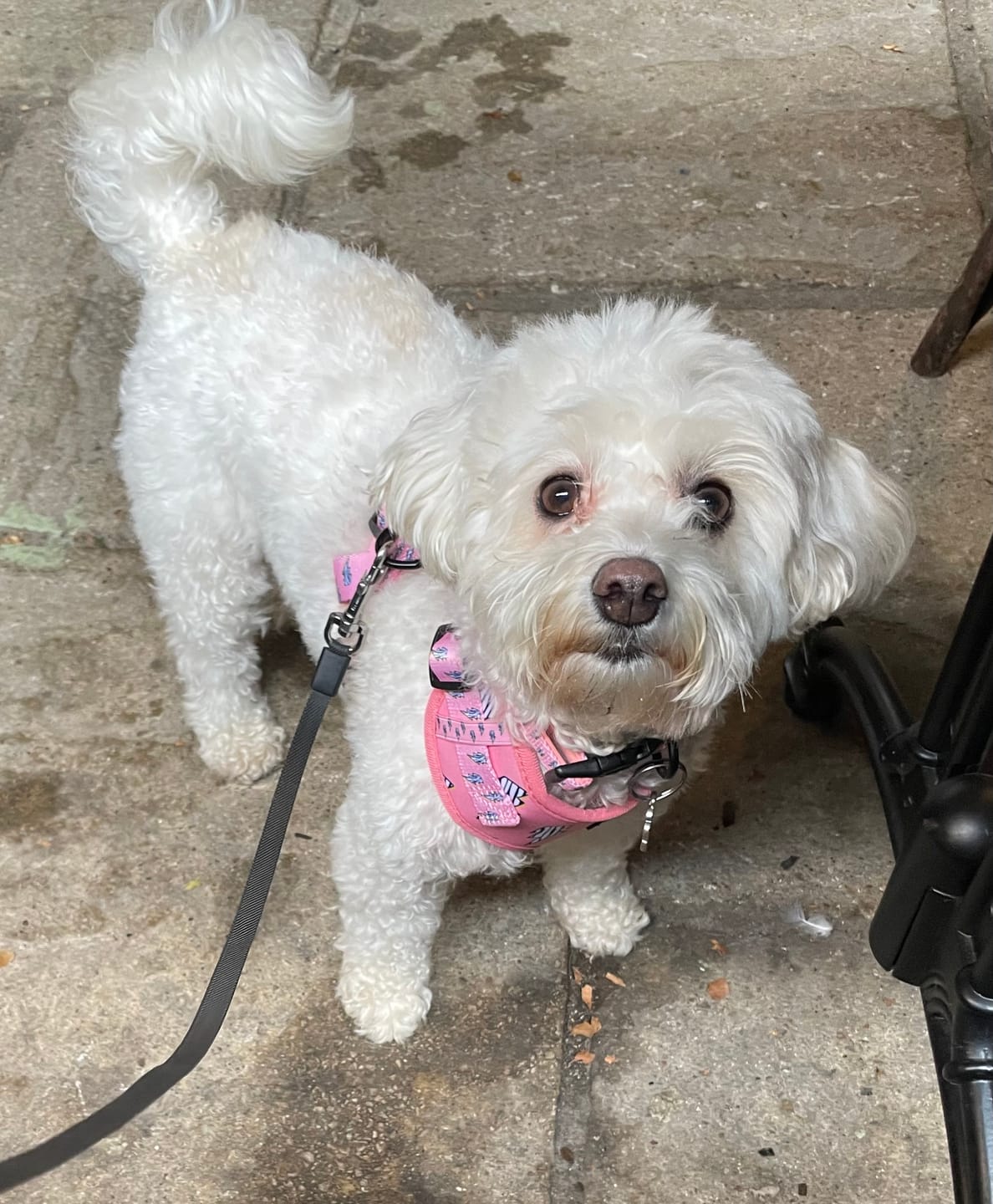 Customer photo review of Adjustable Dog Harness - Lightning Zoomies