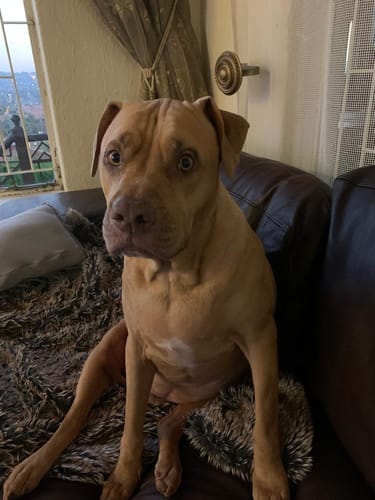 Customer photo review of FlexCare Pets (Joint & Mobility Support For Dogs & Cats)