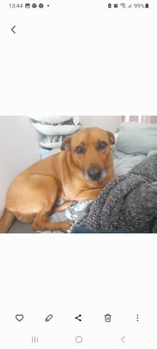 Customer photo review of DoggyMin (Skin, Immunity and Fertility Support For Dogs)