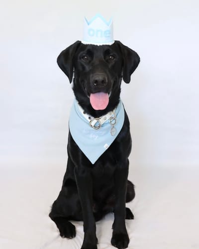 Customer photo review of Birthday + Gotcha Day Embroidered Bandana