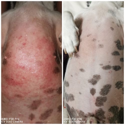 Customer photo review of DoggyMin (Skin, Immunity and Fertility Support For Dogs)