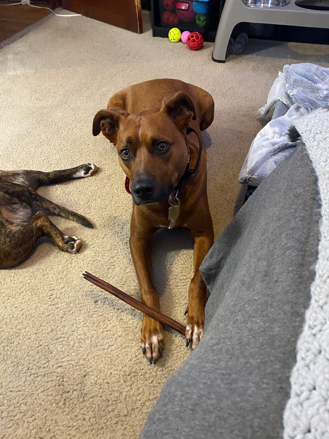 Customer photo review of 12 Inch Beef Jerky Stick