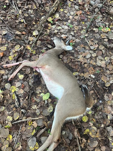 Customer photo review of Beast Broadheads (2-Pack + Practice Tip)