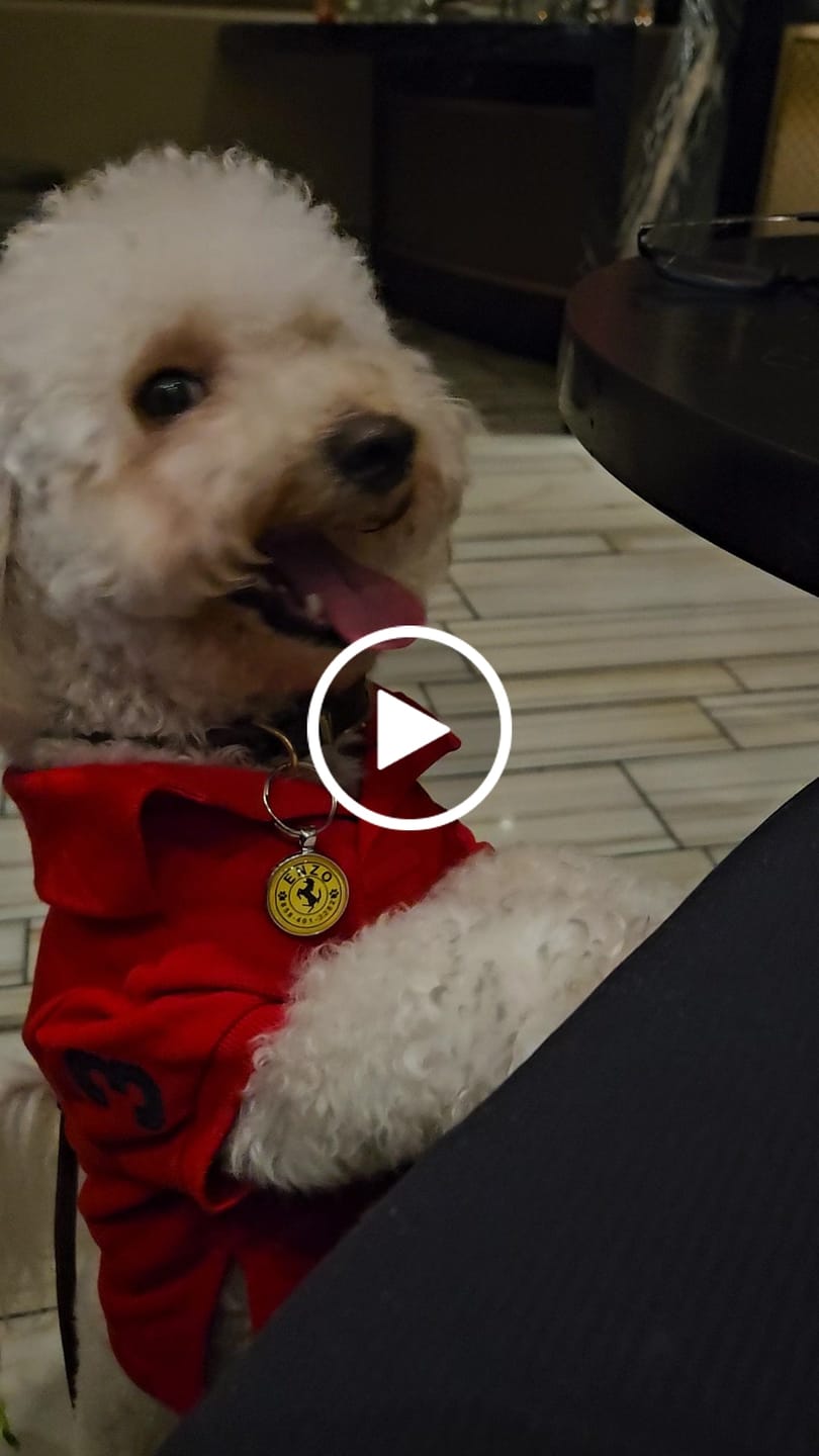 Customer video review of Polo Ralph Lauren Big-Pony Mesh Dog Polo Shirt