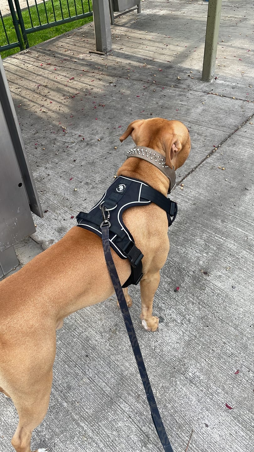 Customer photo review of Correa de Adiestramiento para Perros | 1,8 mts | Black Camo