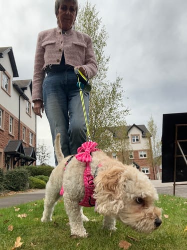 Customer photo review of Tough Trails™ Harness -  Paws To Check