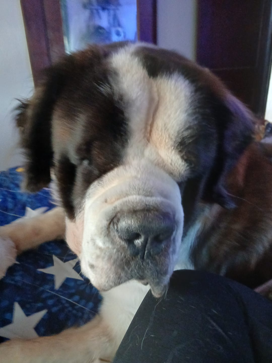Customer photo review of Professional PLUS Pet Grooming Vacuum Kit