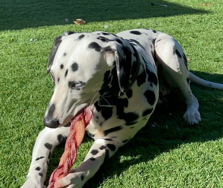 Customer photo review of 12 Inch Monster Braided Bully Stick