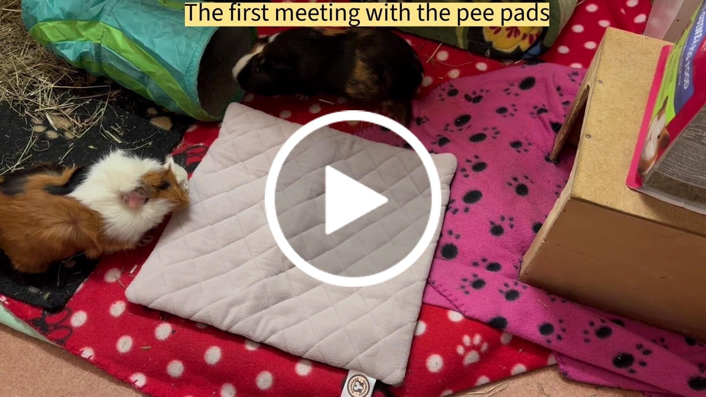 Customer video review of Premium GuineaDad Pee Pads (Pack of 5)