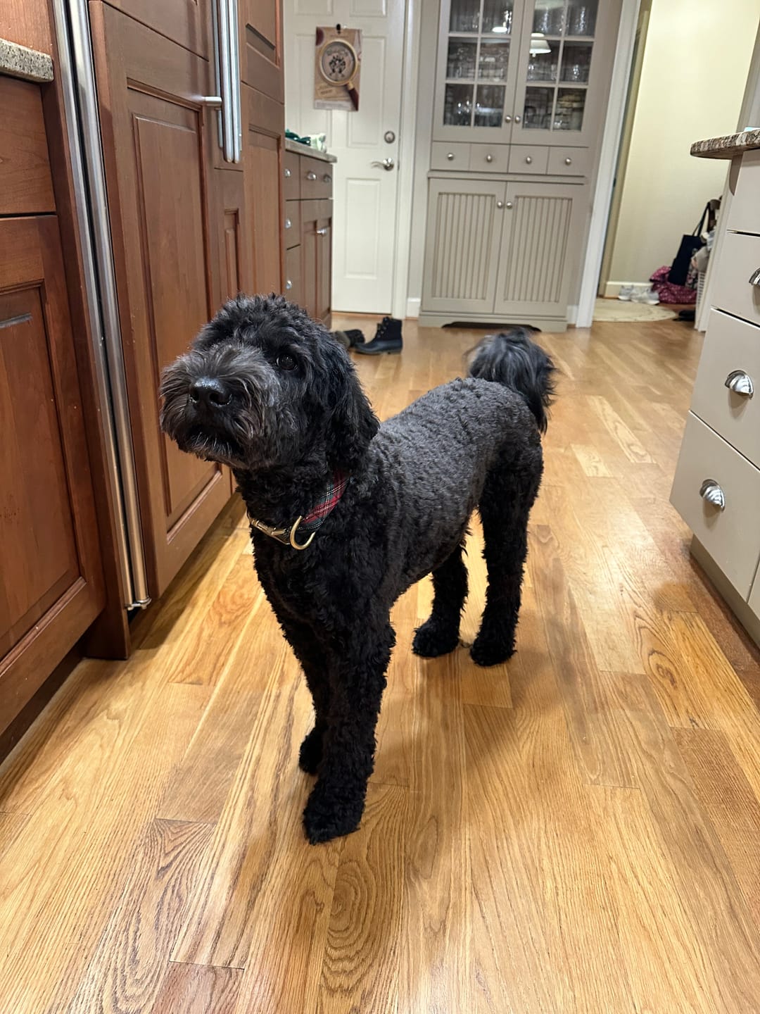 Customer photo review of Professional PLUS Pet Grooming Vacuum Kit