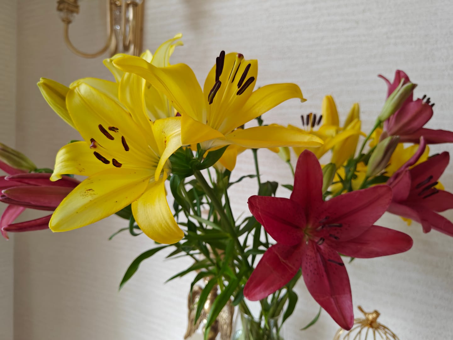 Customer photo review of Asiatic Lily