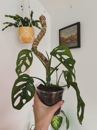 Customer photo of The Bendable Moss Pole™ 𝘛𝘏𝘐𝘕 from Julia D.