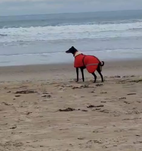 Customer photo review of Sherpa - Fleece Lined Sighthound Coat - Harness Hole - No Velcro