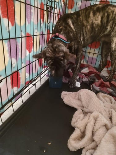 Customer photo review of Freezbox - Super Tough Treat Toy