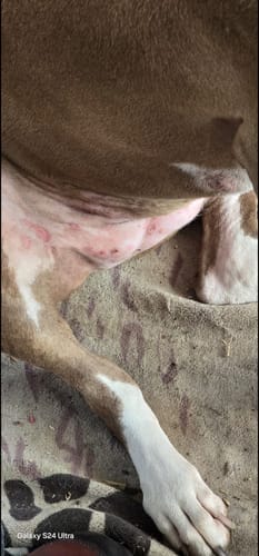 Customer photo review of FlexCare Pets (Joint & Mobility Support For Dogs & Cats)