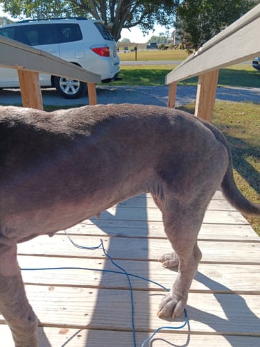 Customer photo review of DoggyMin (Skin, Immunity and Fertility Support For Dogs)