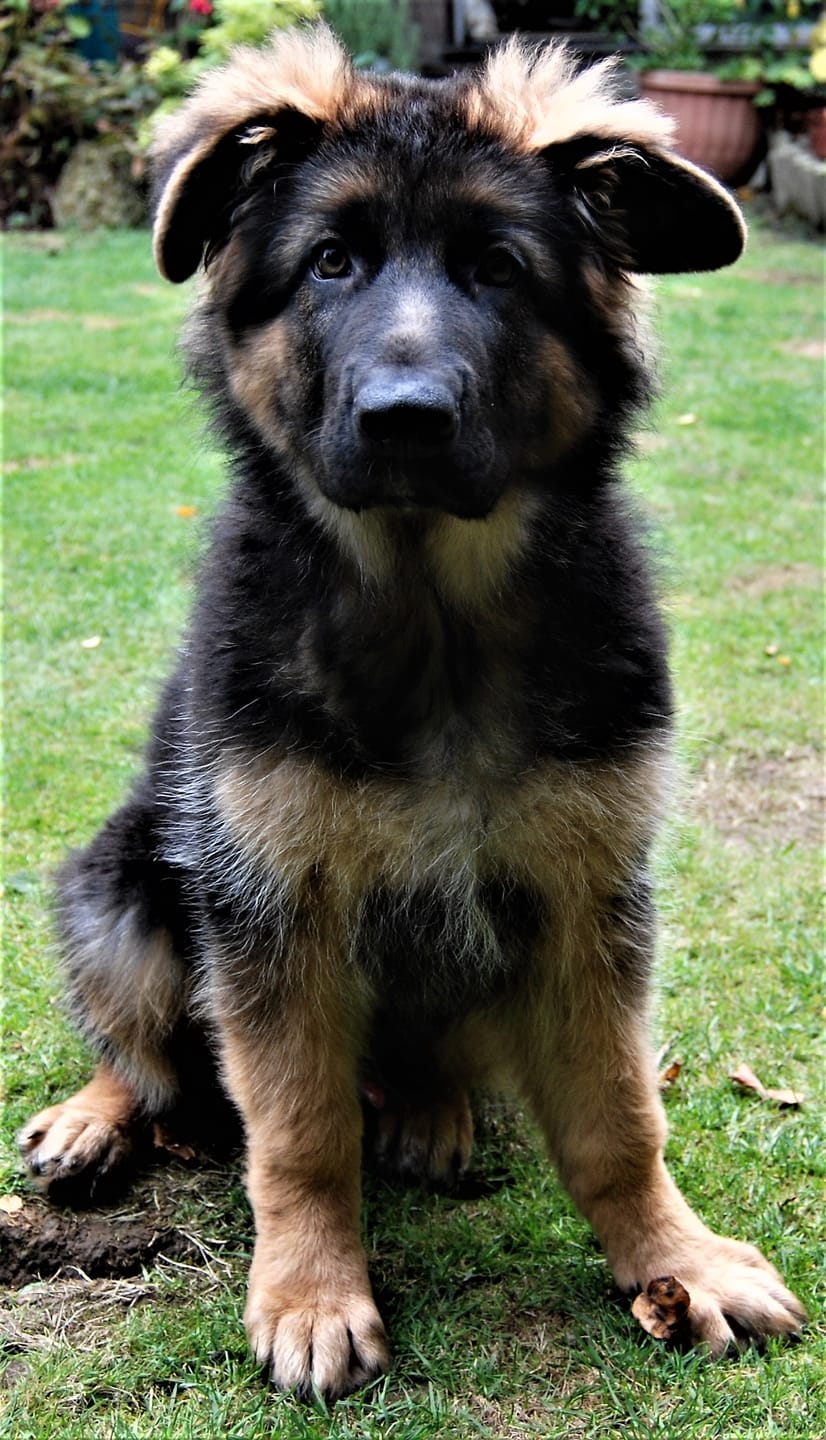 Customer photo review of Scottish Salmon Oil for Dogs & Cats