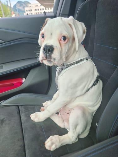 Customer photo review of Persönliches Haustier als Halskette oder Anhänger