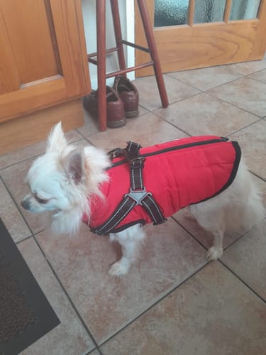 Customer photo review of Wintro - Quilted Waterproof Dog Coat with Built in Harness
