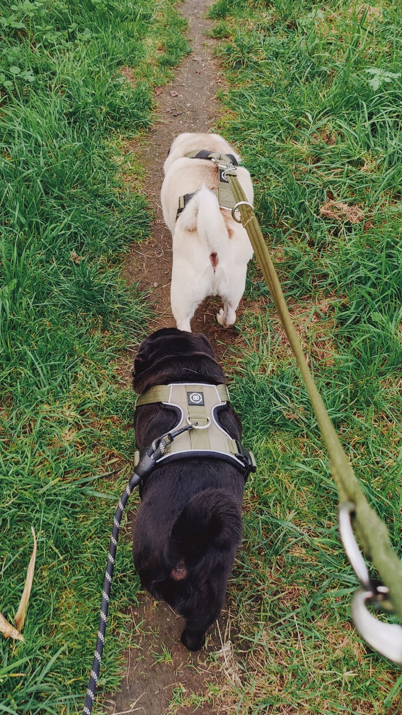 Customer photo review of Double Ended Training Leash | All Breeds - Durable & Soft 2m Leash - Khaki
