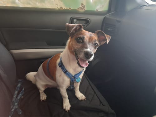 Customer photo review of FlexCare Pets (Joint & Mobility Support For Dogs & Cats)