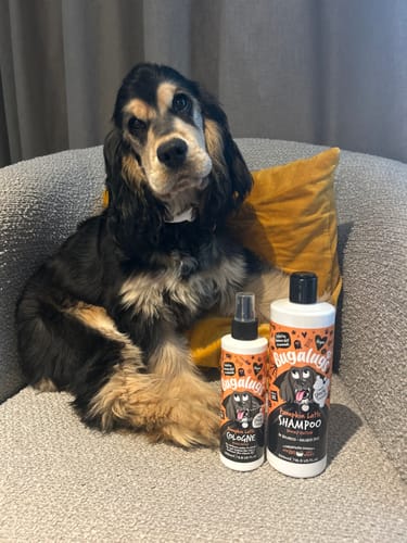 Customer photo review of Spooky Edition: Pumpkin Latte Bundle (Shampoo + Cologne)