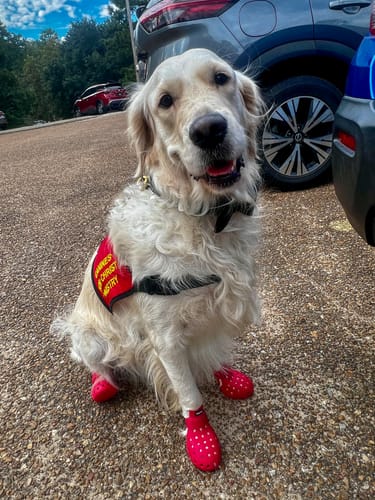 Customer photo review of WagWellies® Mojave