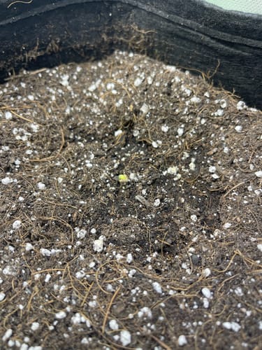 Customer photo review of bio365 BIOFLOWER Soil - 1.5cf Bag