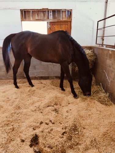 Customer photo review of FlexCare Horse (Joint & Mobility Support For Horses)
