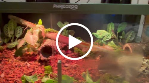 Customer video review of 85 Gallon Reptile Enclosures 48x24x18_Royal Purple