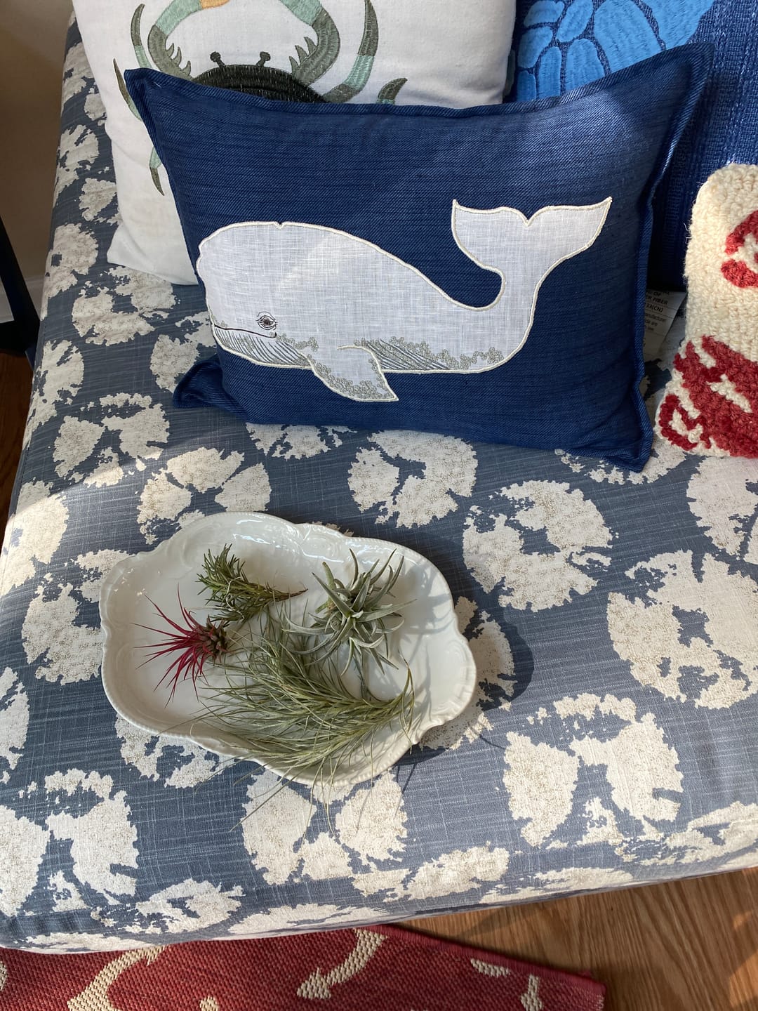 Customer photo review of 3 Air Plants & Fertilizer  Great Starter Mix