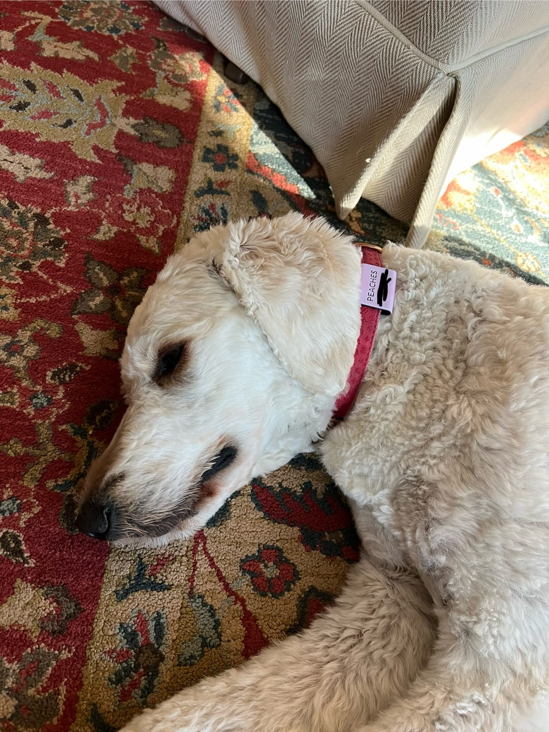 Customer photo review of Silent Slide-On ID Tag : 1"