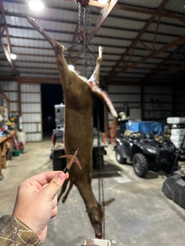 Customer photo review of Beast Broadheads (2-Pack + Practice Tip)