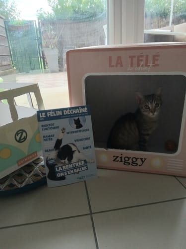 Avis photo d'un client sur Coffret Découverte Chaton - 1kg Croquettes + 8 Pâtées + 3 probiotiques