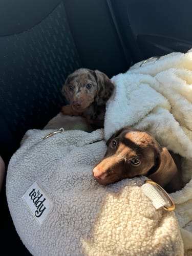 Customer photo review of Hazelnut | The Cosy Car Seat