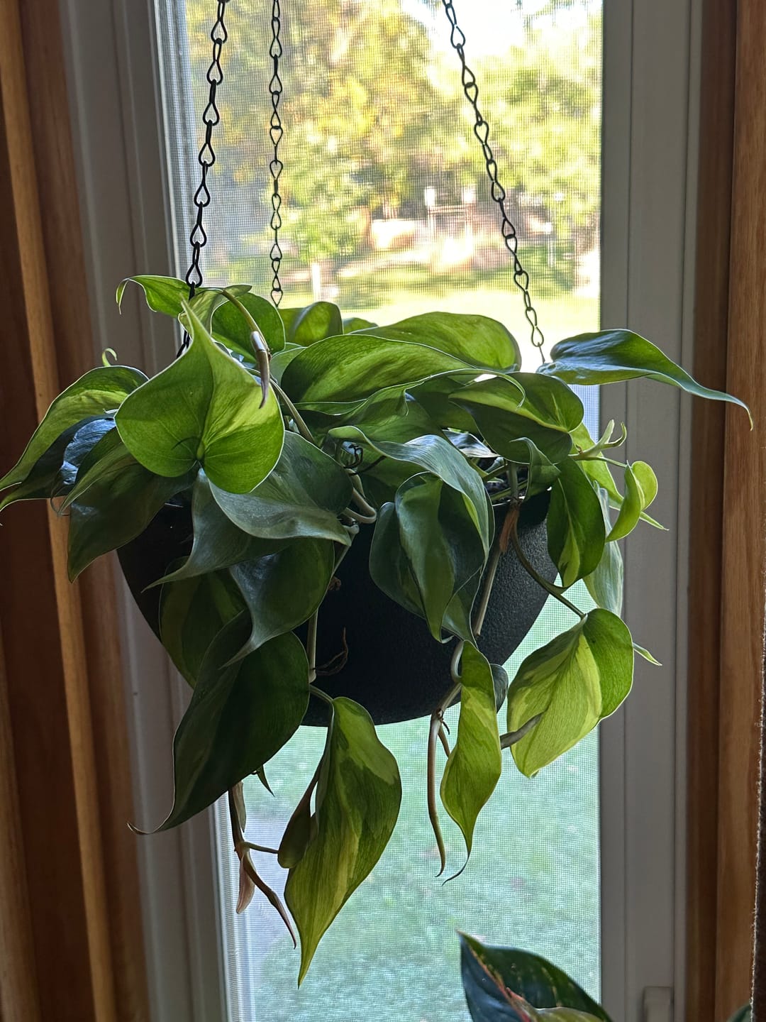 Customer photo review of Philodendron hederaceum 'Brasil'