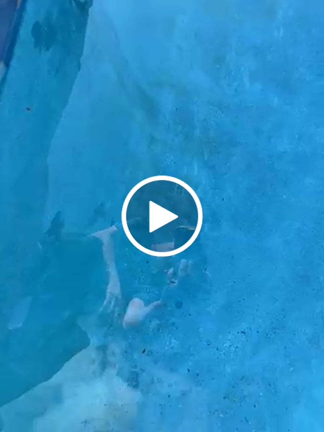 Customer video review of Ships Next Day New Maytronics Dolphin M600 Robotic Pool Cleaner